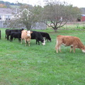 cows 022